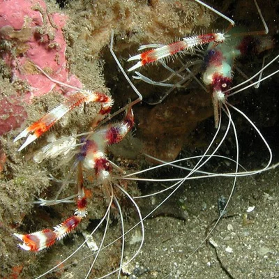 Banded boxer shrimps