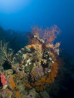 Korallen auf Autoreifen