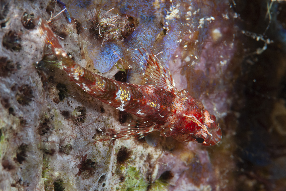 Young scorpionfish