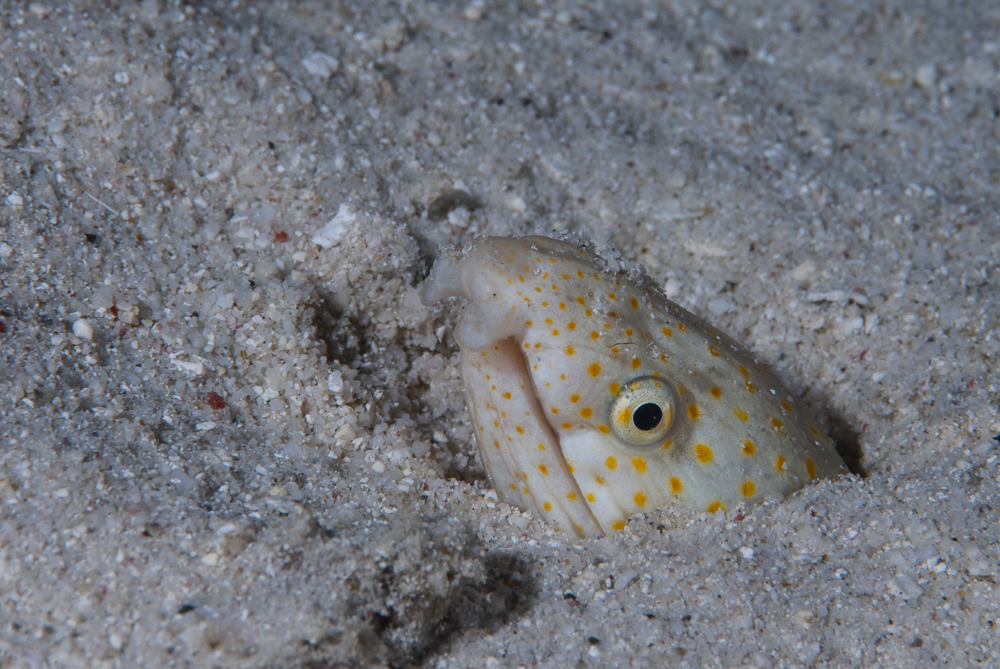 White-spotted snake eel