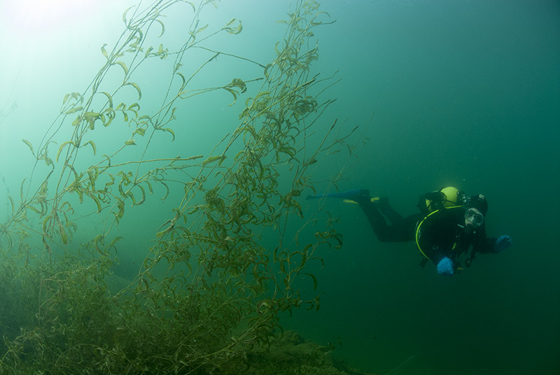 Diver in water plants 1