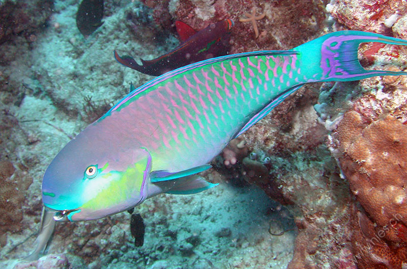 Indian parrotfish
