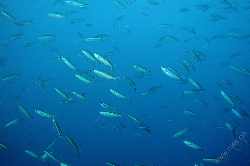 Fish swarm