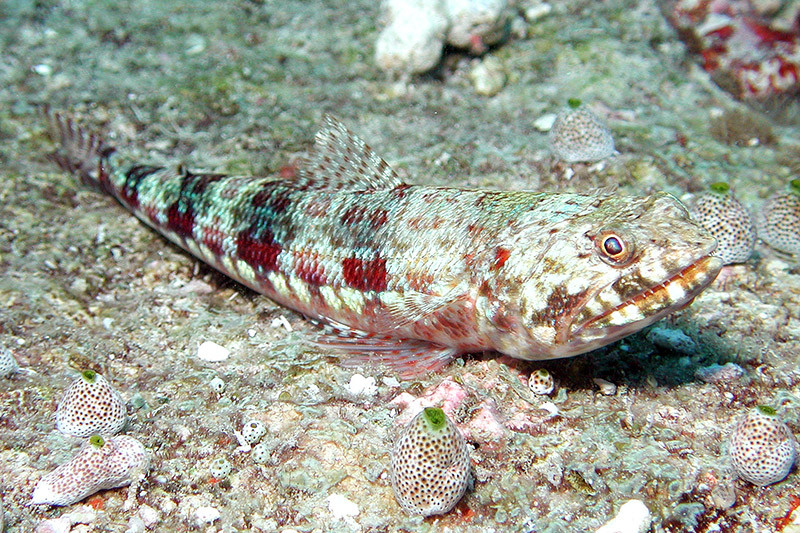 Lizardfish