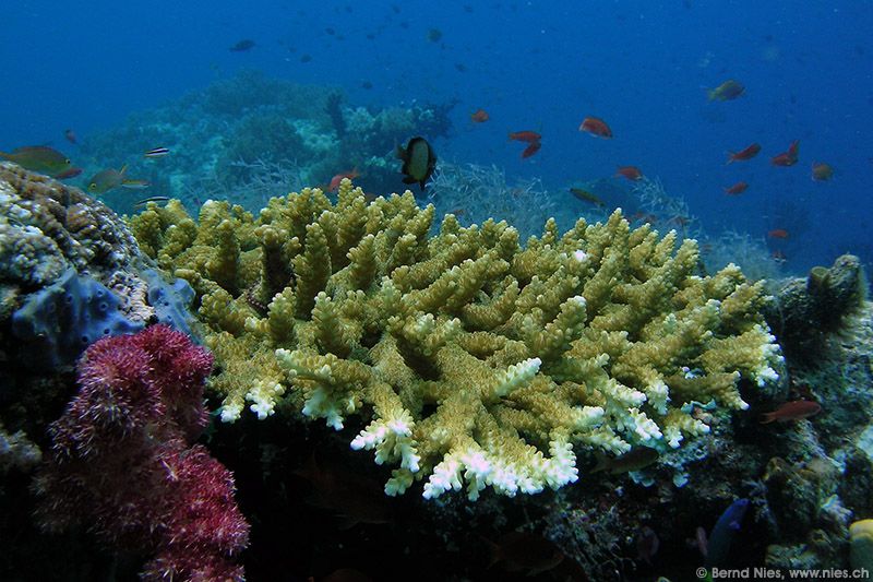 Table coral / Raja Ampat, Indonesia / Saltwater Diving / Photos | Bernd ...
