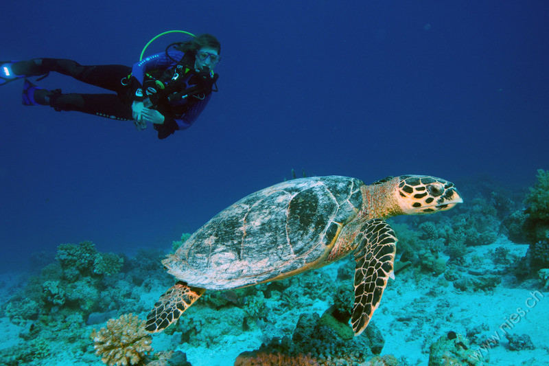Andrea and sea turtle