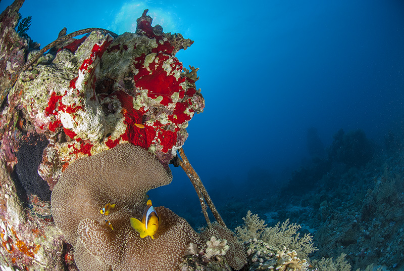 Korallenblock mit Anemone