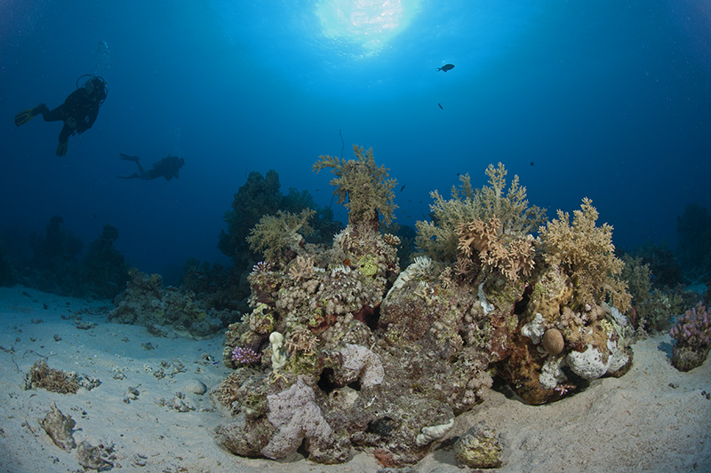 Korallenblock mit Tauchern