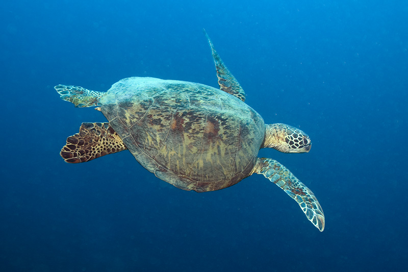 Sea Turtle / Vanuatu / Saltwater Diving / Photos | Bernd Nies