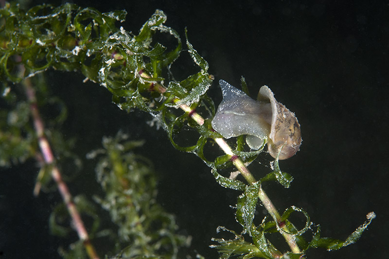 Snail on underwater plant