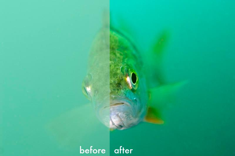 Perch before/after