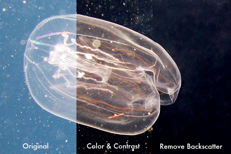 Jellyfish before/after