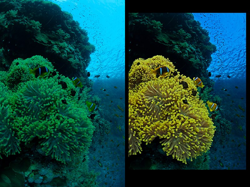 Anemone before/after