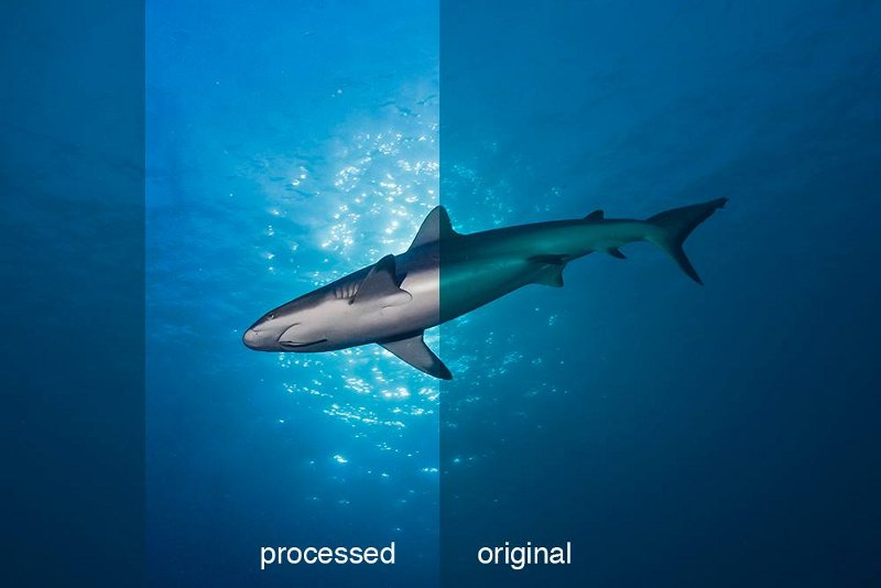 Shark Picture before/after