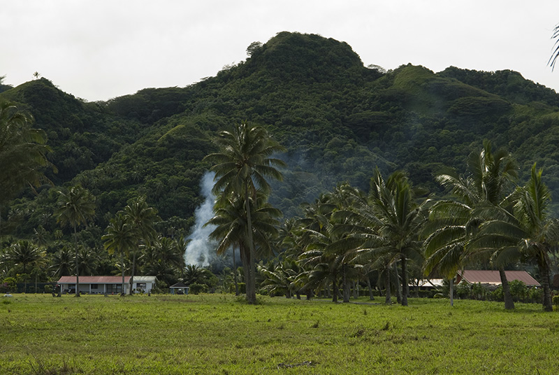 Landscape with Palms