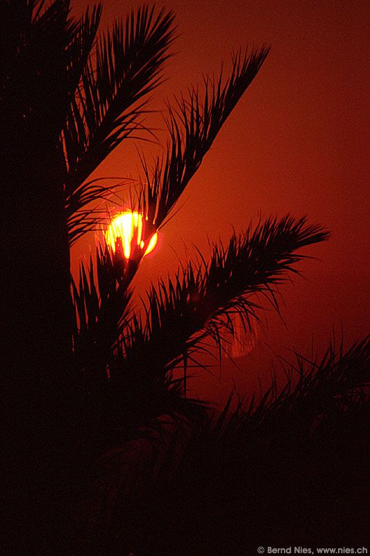 Sunrise behind Palm
