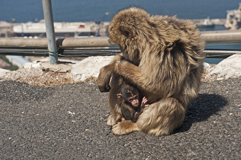 Mother monkey with child