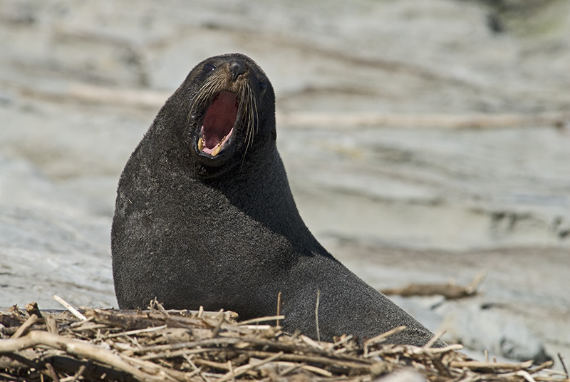 Yawning Sea Lion