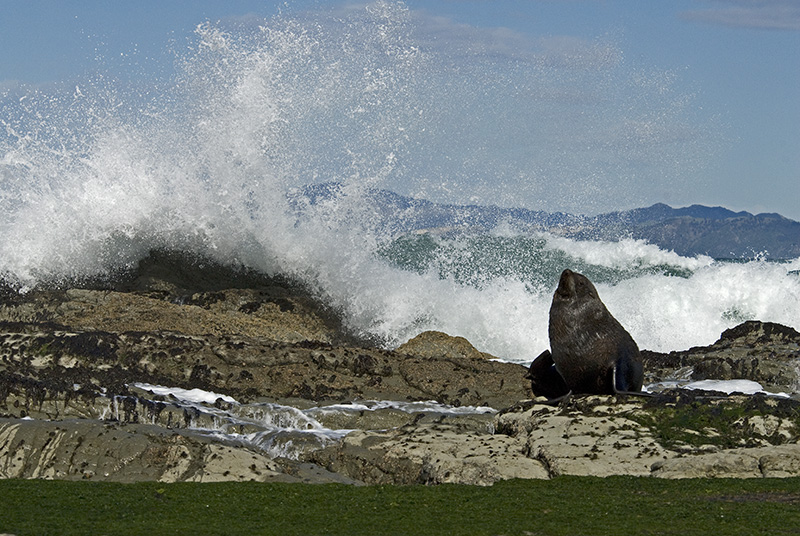 Sea lion with surf