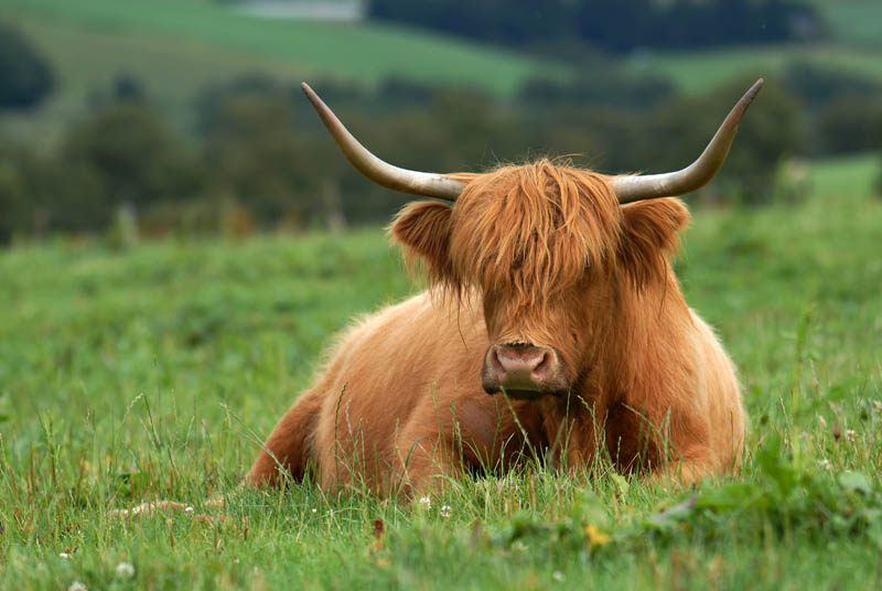 Brown Highland cow