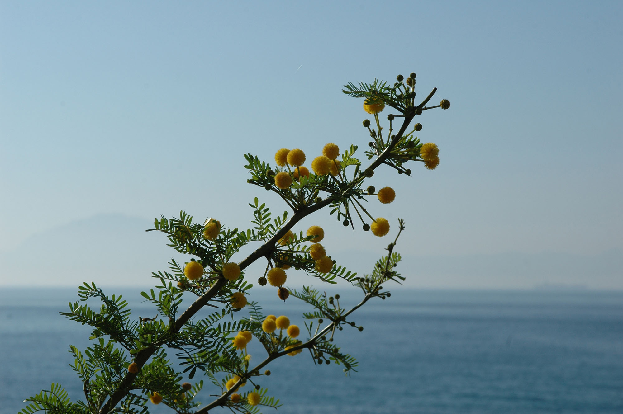 branch with sea