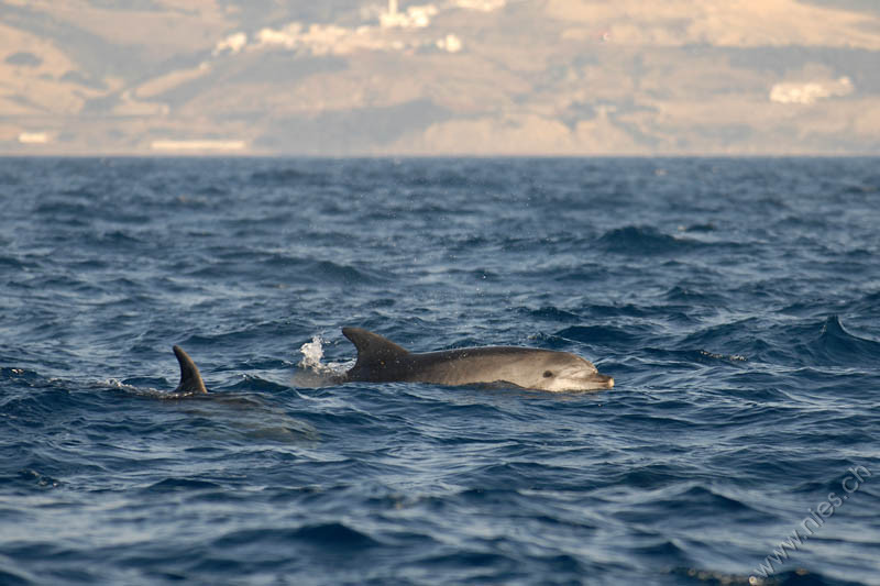 Two Bottlenose Dolphins