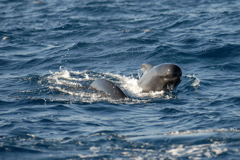 Pilot whale baby