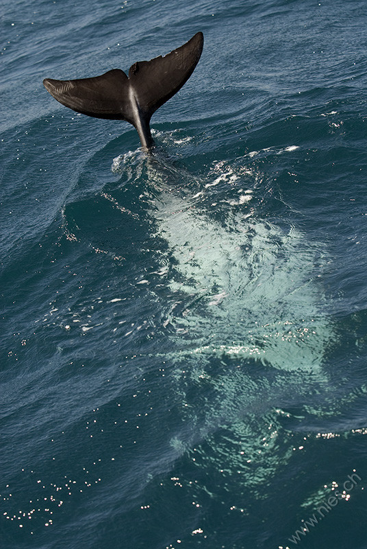 Bottlenose dolphin fluke