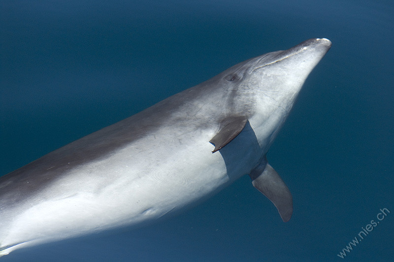 Bottlenose dolphin shows belly