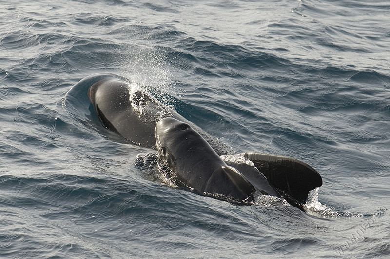 Newborn pilot whale