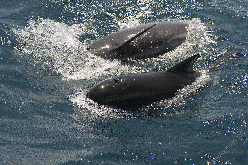 Two pilot whales