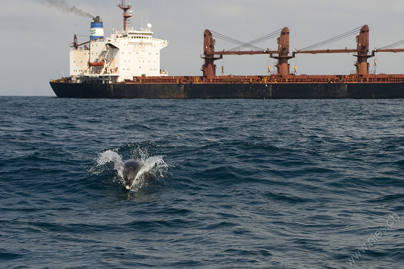 Dolphin with freighter