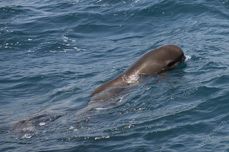 Young Pilot Whale