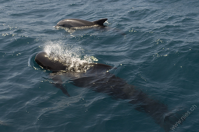 Pilot whale with porpoise