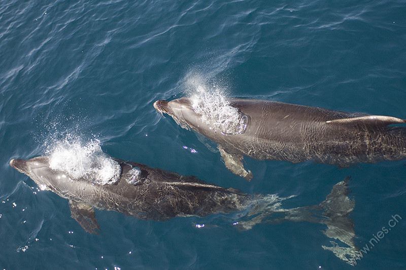 Two Porpoises