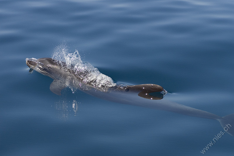 Bottlenose Dolphin with Bubbles