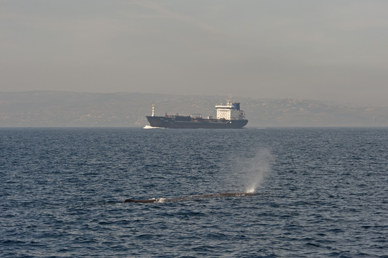 Sperm whale with ship
