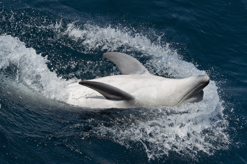 Bottlenose dolphin swimming on its back