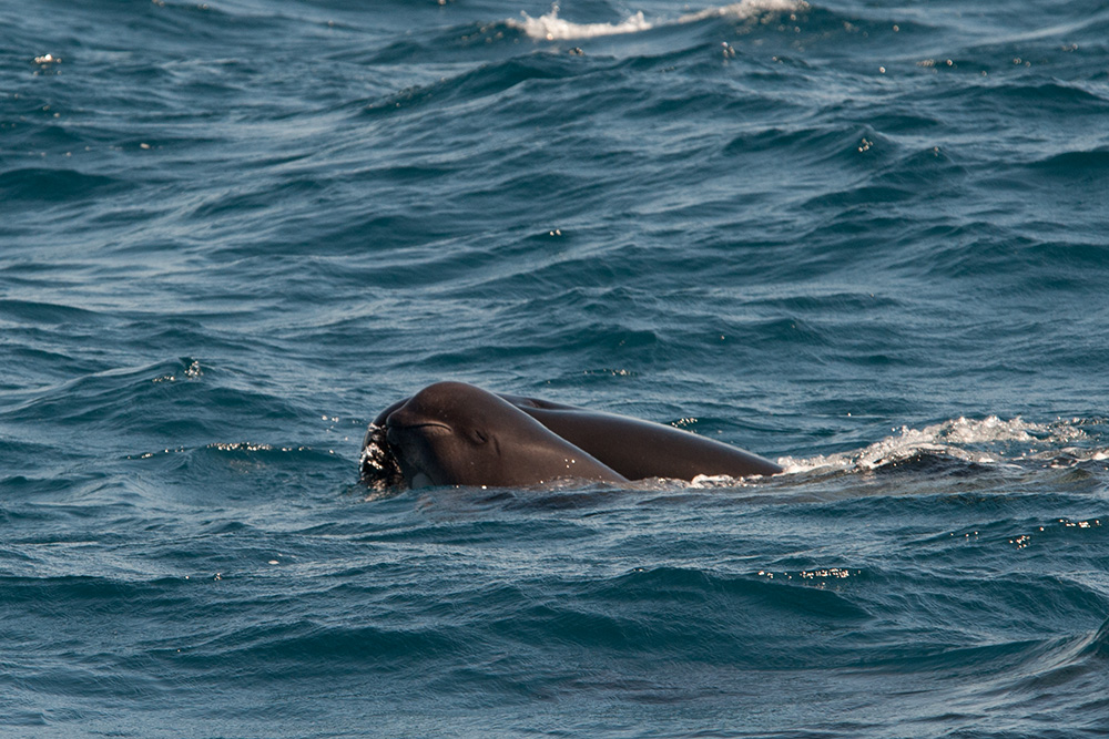 Pilot whale with baby