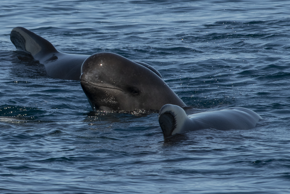 Young Pilot Whale Spyhopping