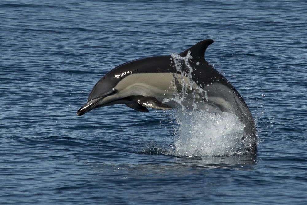 Jumping common dolphin