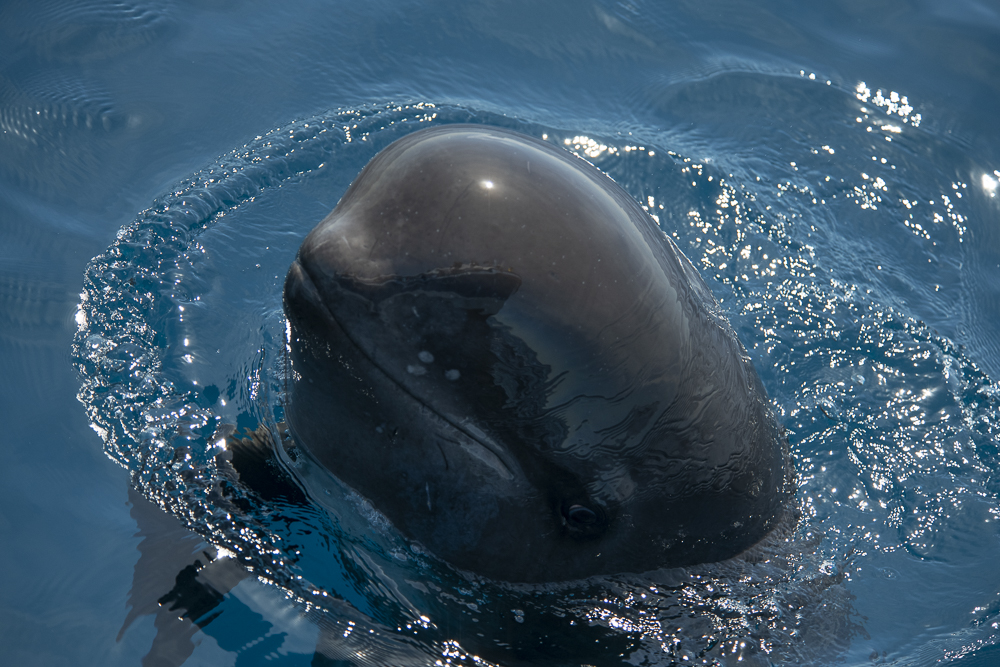 Young pilot whale looks out of the water