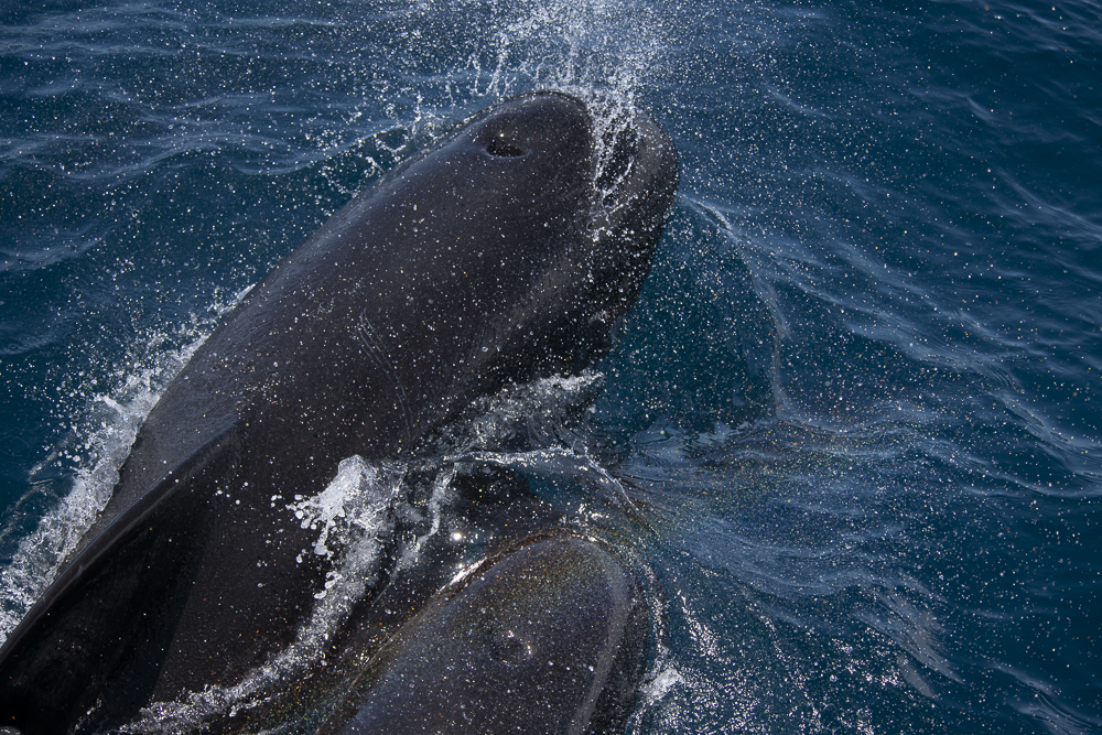 Two pilot whales with rainbow