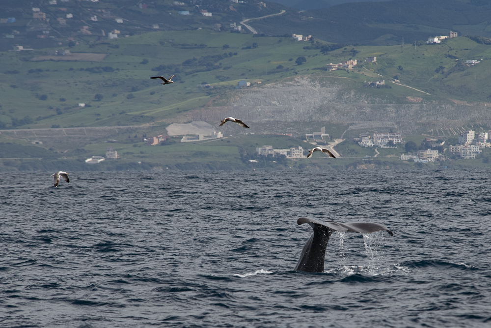 Diving sperm whale with gulls