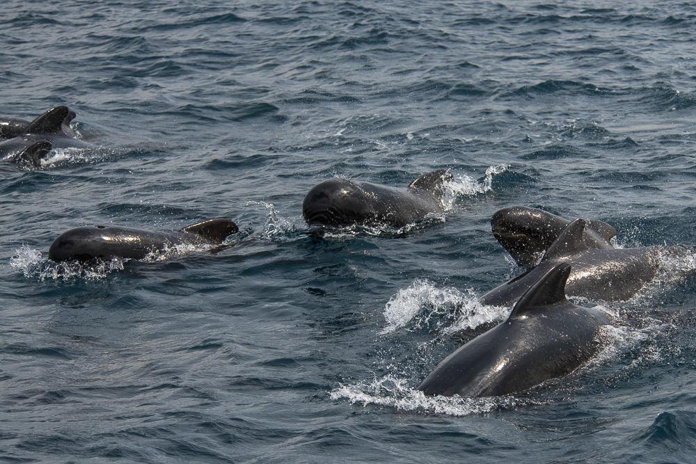 Group of pilot whales with young