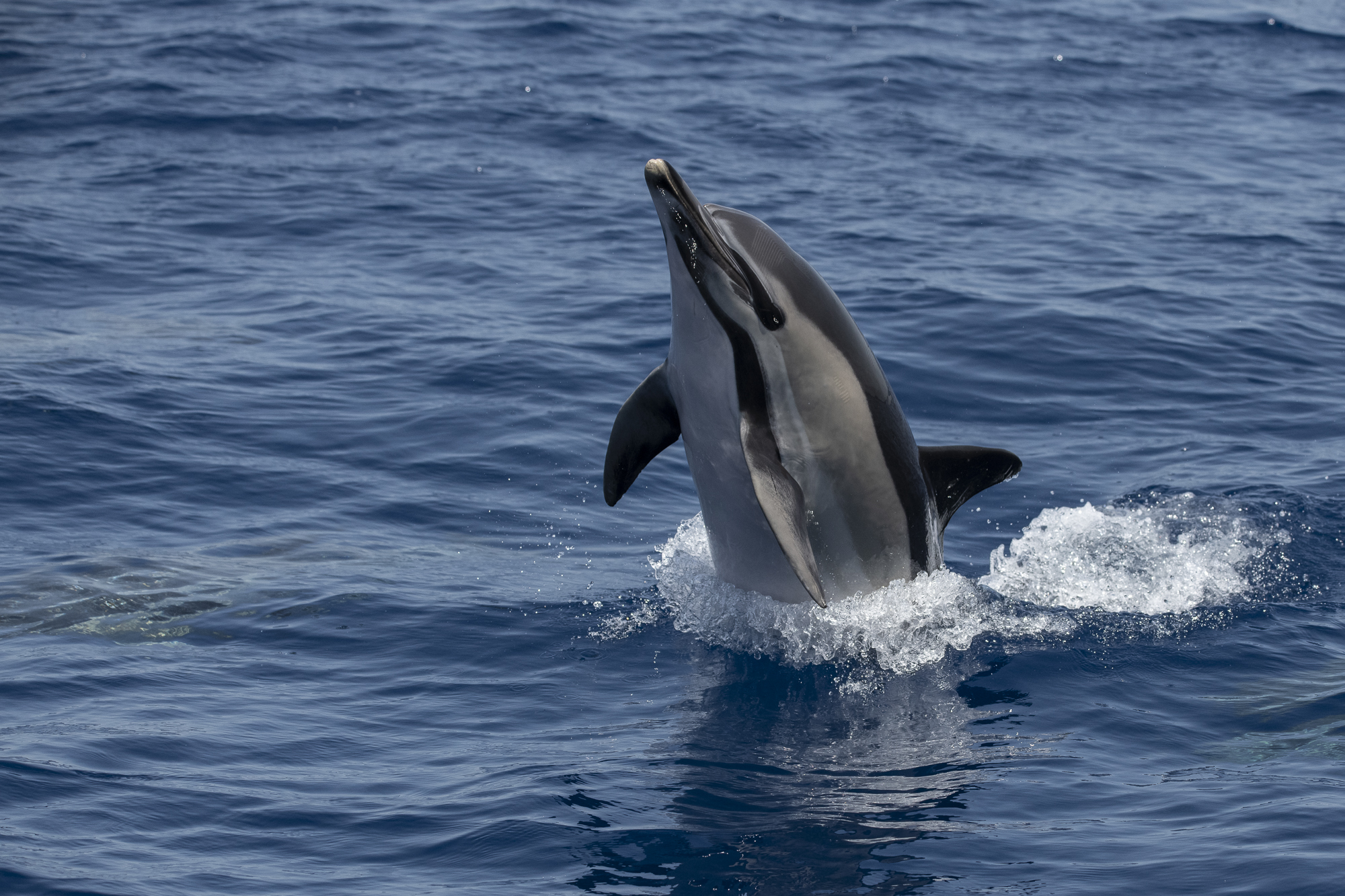 Gewöhnlicher Delfin