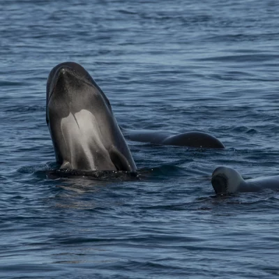Spyhopping young pilot whale