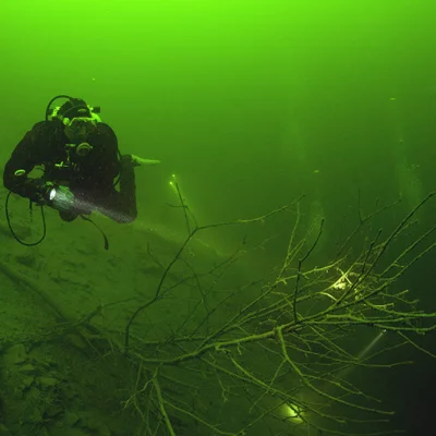 Diver with Branch