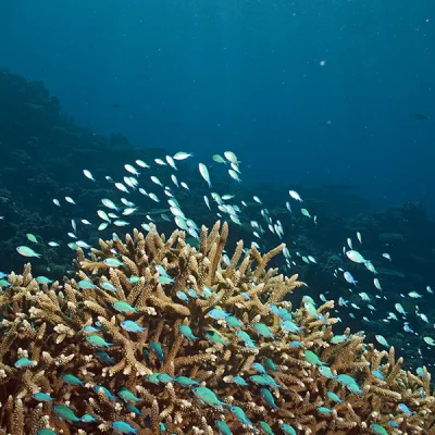 Horn coral