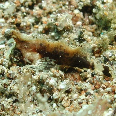 Cockatoo waspfish